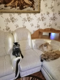 Кот Вовка, 23 года