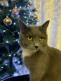 Кот Дымок, метис, 2 года