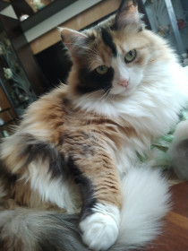 Лапка, сибирская кошка, г. Дзержинск