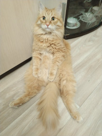 Тимоша, сибирский кот, г. Дзержинск