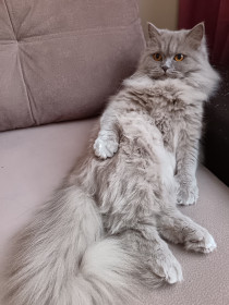 Рокси, шотландская, г. Свободный