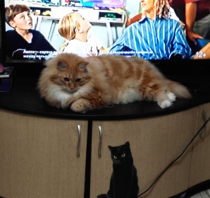 Кузя, обыкновенный дворянин