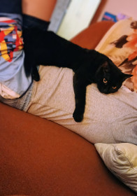 Норка,  домашняя русская. пгт Уруша, Сковородинский округ