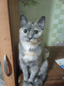 Алиса, метиска