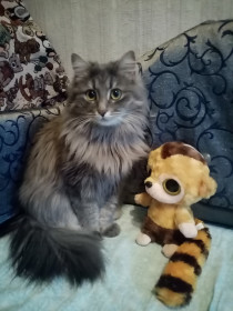 Буся, 2,9 месяца, нибелунг. г. Москва