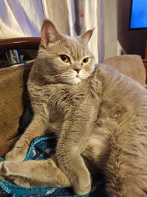 Плюша, самая красивая кошка