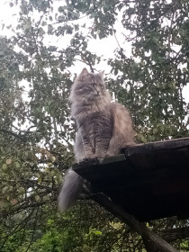 Буся, 2,9 месяца, нибелунг. г. Москва