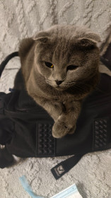 Мася, шотландская вислоухая, г. Благовещенск