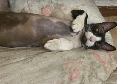 Кот по кличке Кот, донской сфинкс, 10 лет