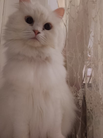 Кот Снежок, с. Грибское