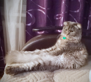 Ницца, наполовину шотландка вислоухая