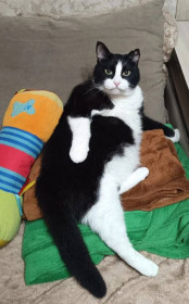 Семен Великолепный, дворянин, 10 лет. г. Благовещенск