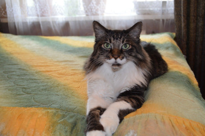 Бонифаций, беспородный, 16 лет. г. Благовещенск