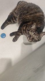 Муся, курильской бобтейл, 6 лет. г. Спасск-Дальний, Приморский край.