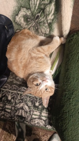 Рыжик,  2 года. г. Зея