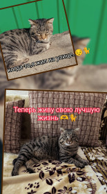 Его Величество Мурзик, с. Садовое