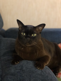 Кот BOSS, порода бурма, 11 лет. г. Благовещенск