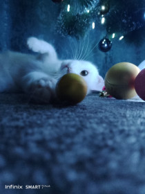 Изабелла (Белла, Белка), дворянка, 3 года