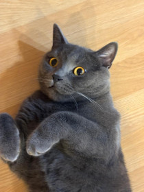 Кот Бонифаций, британец, 4 года. г. Благовещенск.