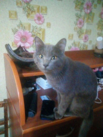 Кот Джеки. г. Зея