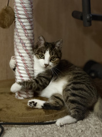 Маха, дворянка, 14 лет. г. Белогорск