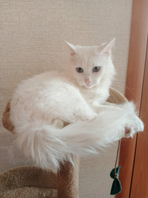 Самый ласковый в мире кот Зефир