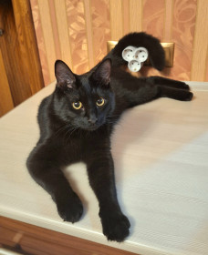 Марсик, 10 мес., г. Благовещенск