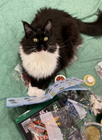 Гайка, мейн-кун, 3,5 года