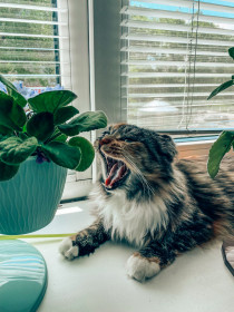 Кася, дворняга. г. Благовещенск