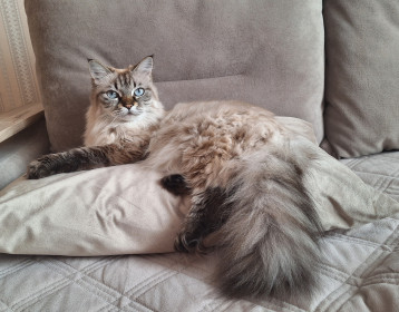 Сима, 5 лет. г. Благовещенск