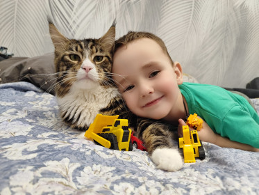 Кот Макс, мейн-кун. пгт Уруша