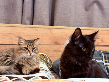 Буся, 11 лет; Густав, 5 месяцев. г. Благовещенск