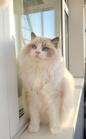 Котик Шарль де Голль, п. Рэгдолл, г. Благовещенск