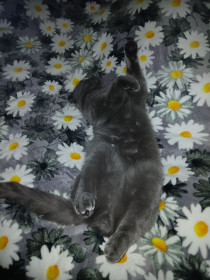 Феликс, с Желтоярово