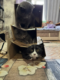 Ричард и К., курильский бобтейл с соседями