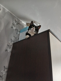 Ричард, курильский бобтейл