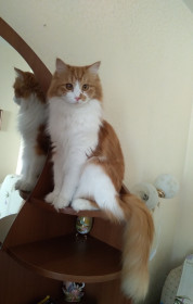 Алиса, 5 лет. г. Благовещенск