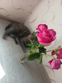 Луна, г. Благовещенск