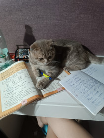 Басик — кот учёный