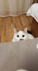 Кот Беляш, беспородный, 13 лет. г. Благовещенск,