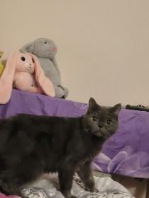 Карамелька, шотландская прямоухая, 6 лет. г. Свободный