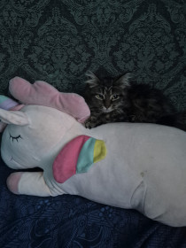 Василиска на единорожке