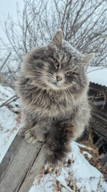 Котик Ирис из с. Калинино Михайловского района