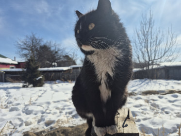 Мурзик — котик-джентльмен