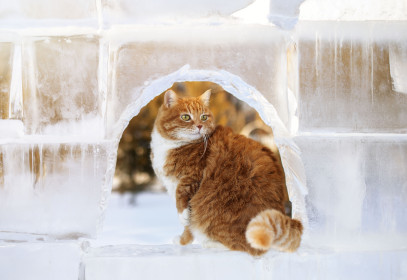 Котя, 9 лет. с. Николаевка, Тамбовский округ