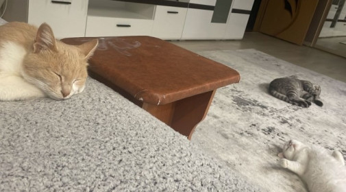 Персик и Василий