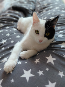 Соня — кошка с необычным окрасом