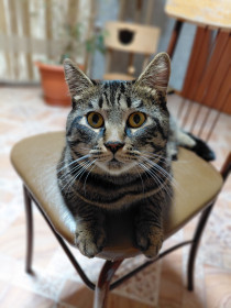 Кекс, порода обычная дворянская. г. Благовещенск