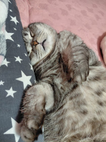 Симба, шотландский вислоухий, г. Благовещенск