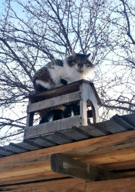 Буся и Шлёпа, порода — ложные пернатые. с. Чигири, Благовещенский район